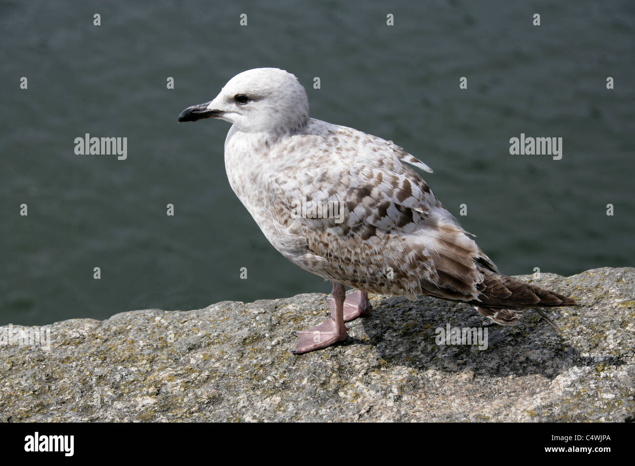 Juvenile Herring Gull, Larus argentatus, Laridae Stock Photo Alamy