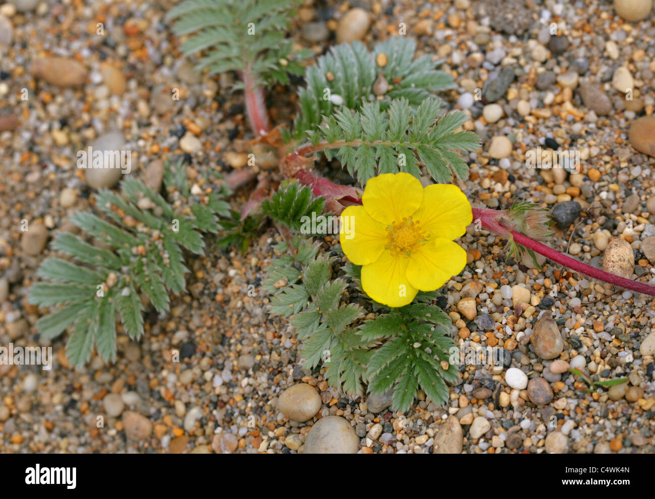 Goose Grass, Silverweed or Wild Tansy, Potentilla anserina, Rosaceae. Growing on Sand and Shingle, Loe Bar, Porthleven, Cornwall Stock Photo
