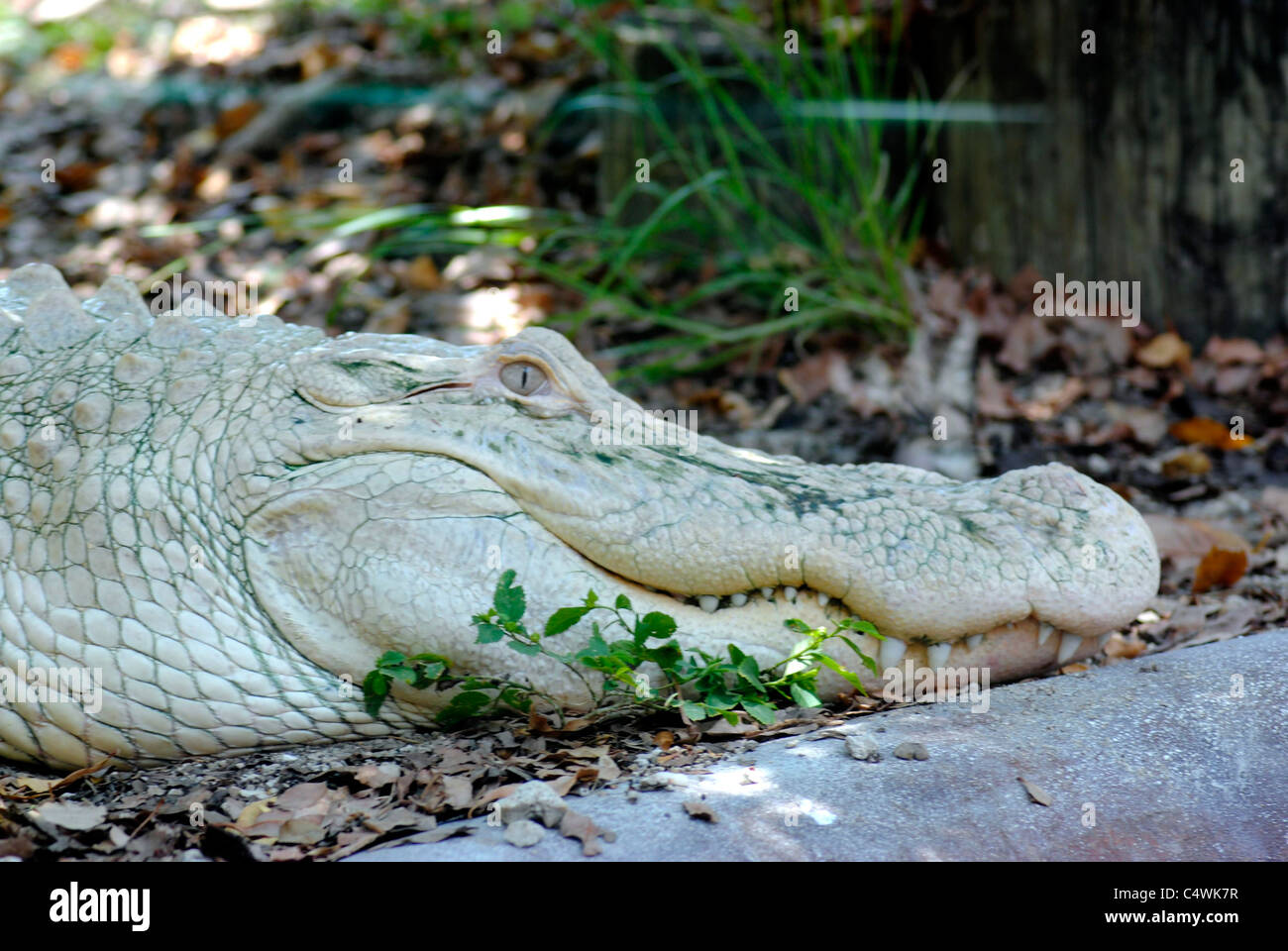 American alligator Latin name alligator mississippiensis Stock Photo