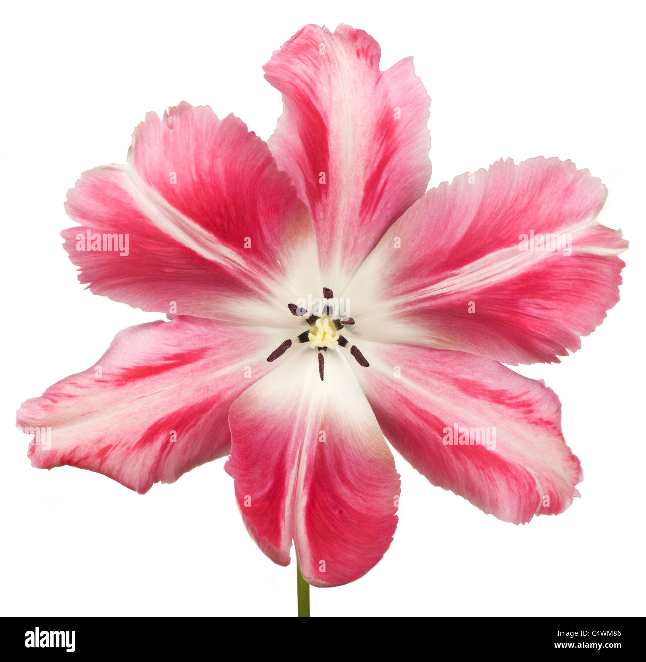 Large blooming tulip flower Stock Photo