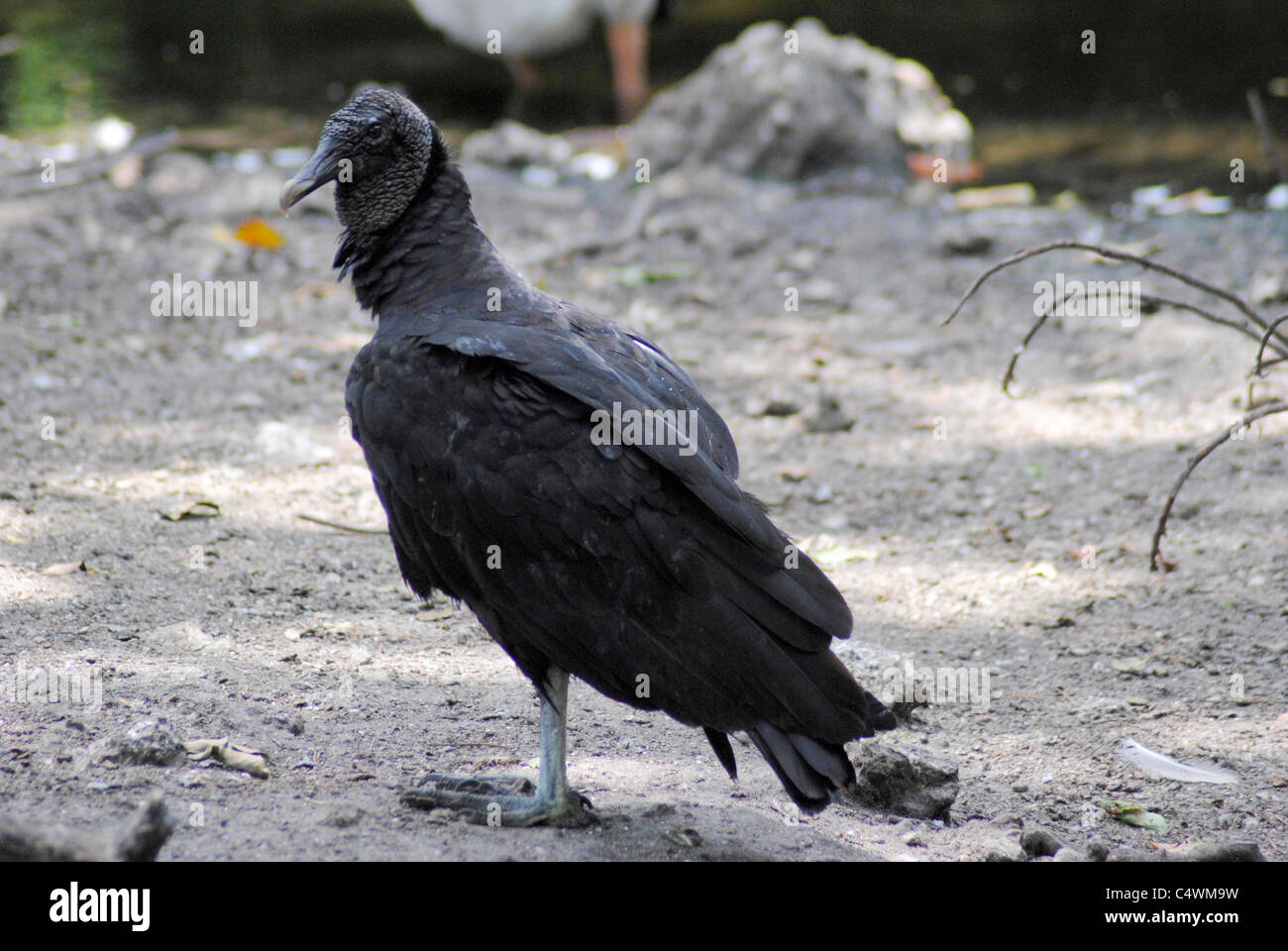 Black Vulture Latin name Coragyps atratus Stock Photo Alamy
