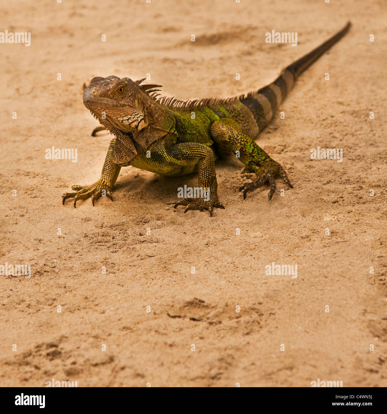 Aruba lizard hi-res stock photography and images - Alamy