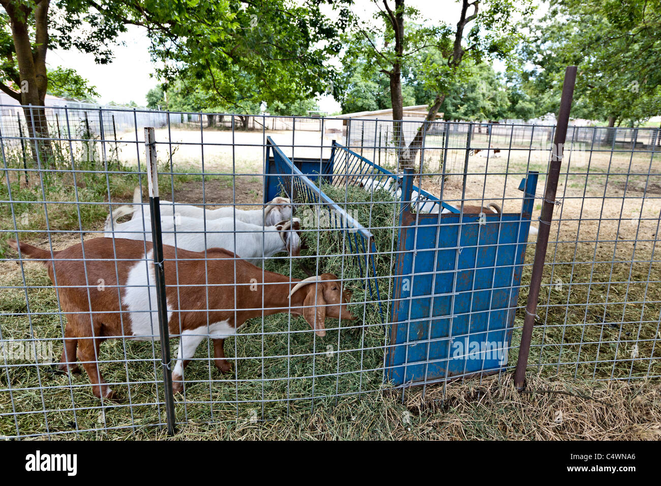 Boer goats hires stock photography and images Alamy