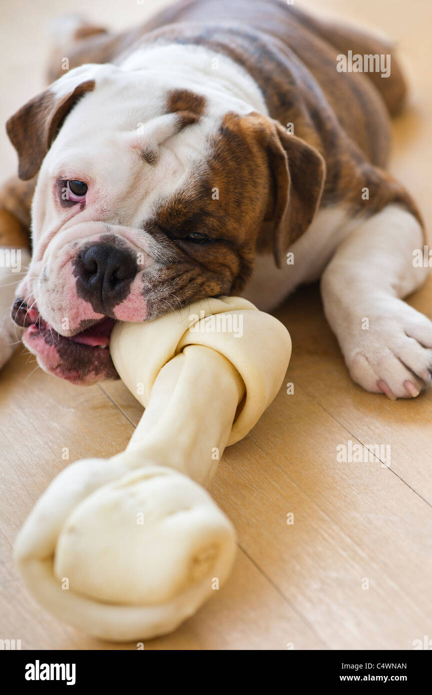 Bulldog biting bone