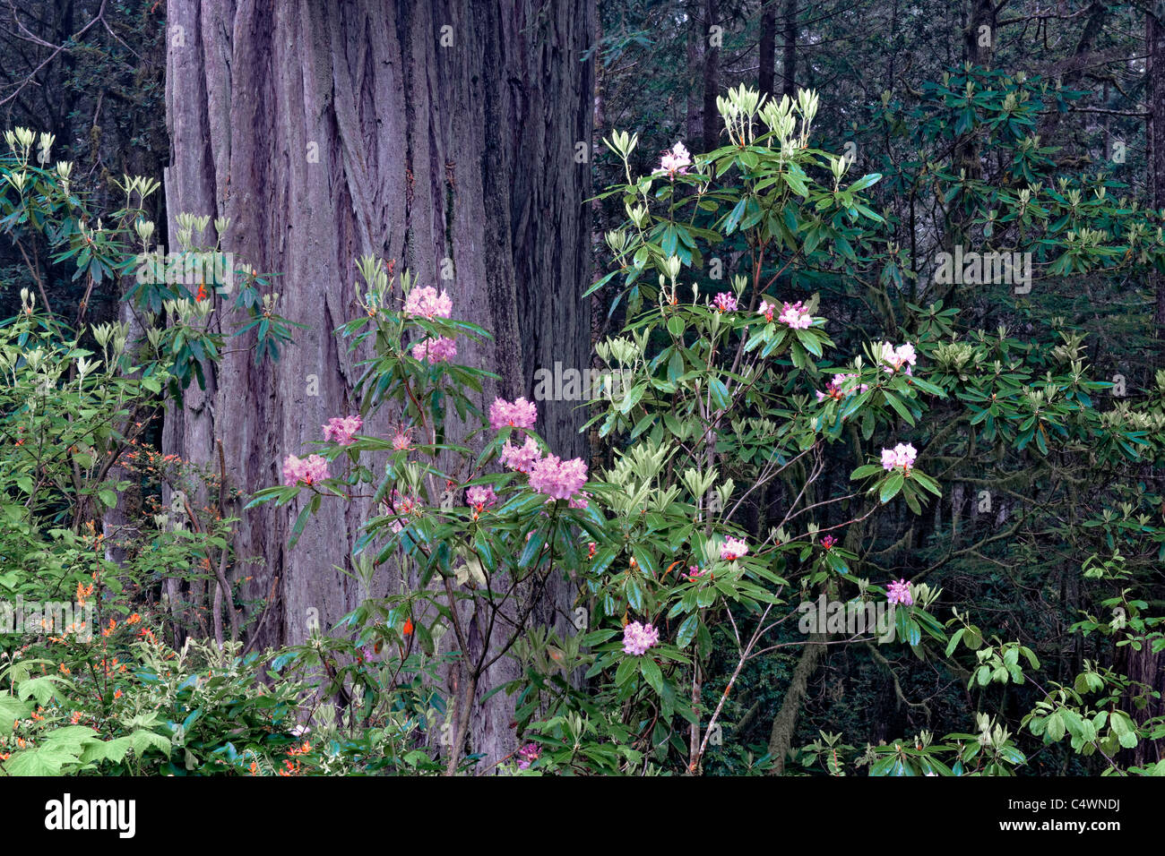 Spring rhododendron bloom among the redwood trees in California’s Del Norte Coast Redwoods State and National Parks. Stock Photo