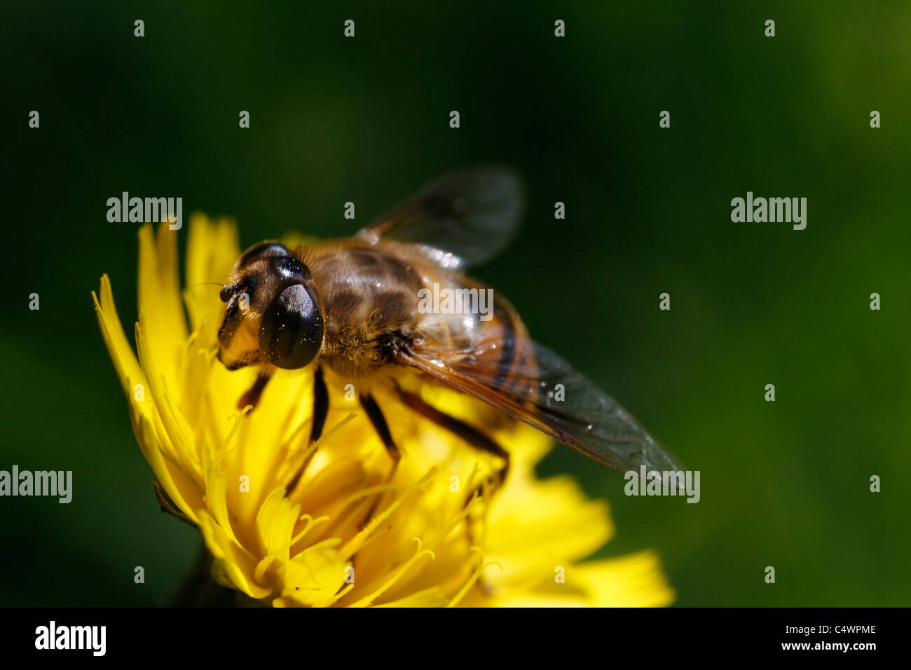 Honey bee yellow pollen hi-res stock photography and images - Alamy