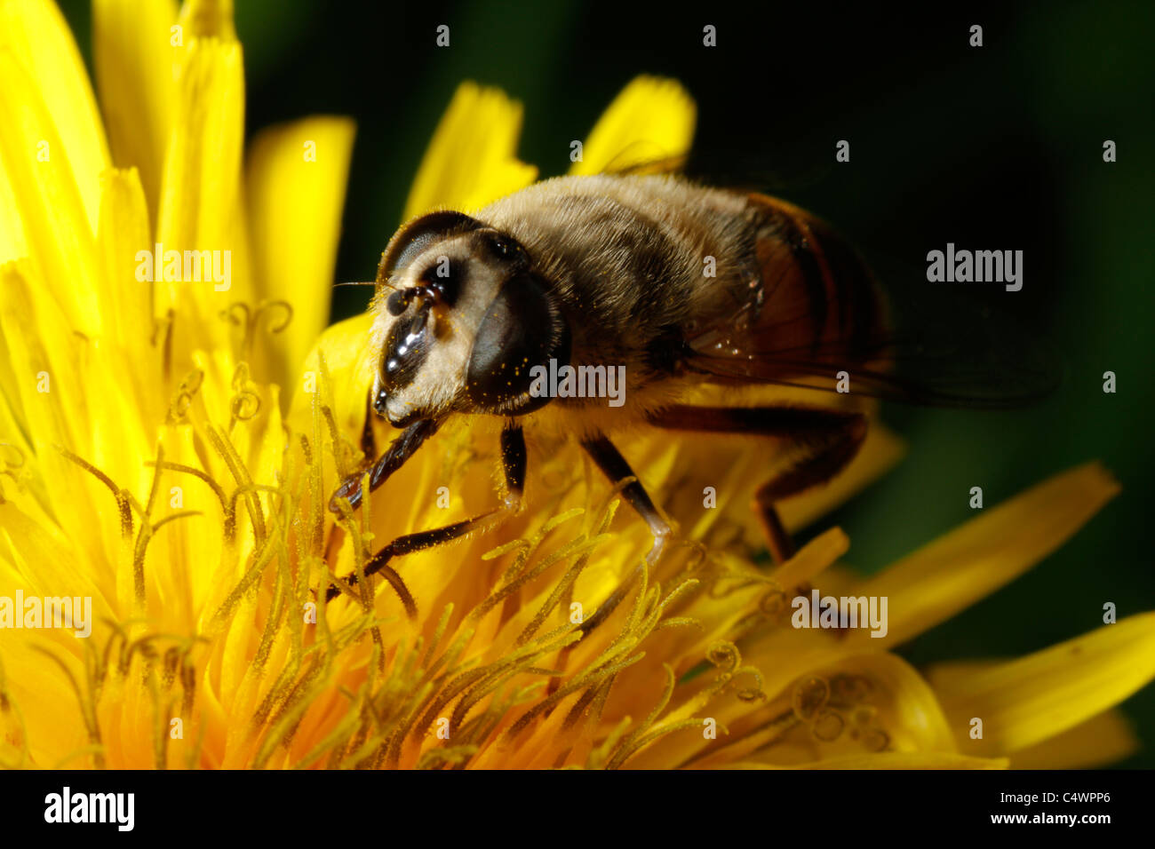 Honey bee sticking its tongue (proboscis) out for nectar Stock Photo