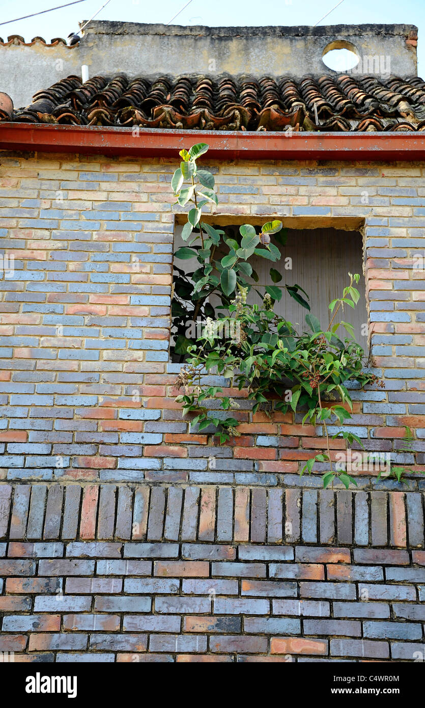 plants growing through window of unoccupied house in Fusagasuga Stock Photo Alamy