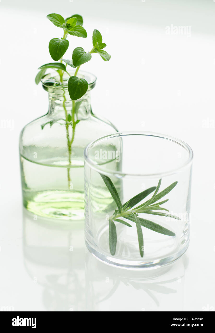 Oregano and rosemary in vases Stock Photo Alamy