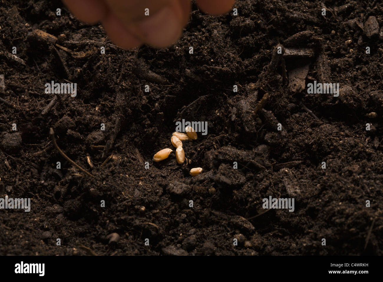 Close-up of hand sowing seeds Stock Photo