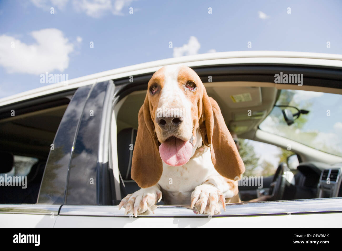 USA, Colorado, dog looking through car window Stock Photo