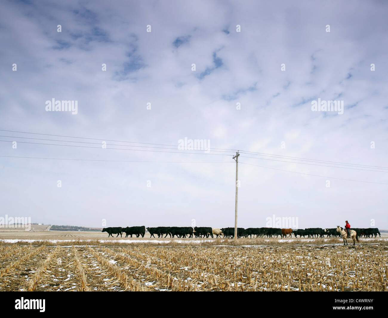 Cowgirl Herding Cattle High Resolution Stock Photography and Images - Alamy