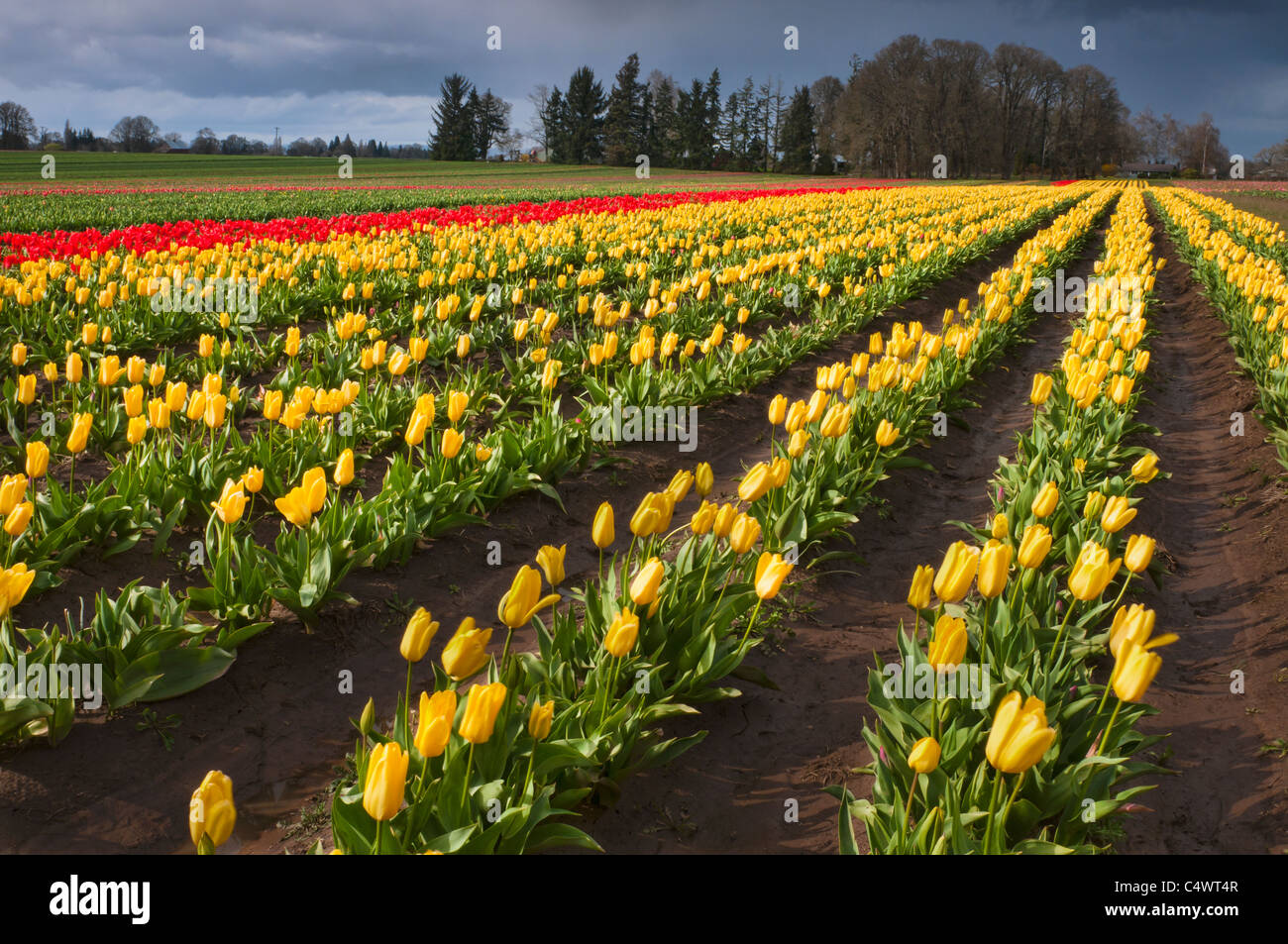 USA,Oregon,Wooden Shoe Tulip Farm Stock Photo Alamy