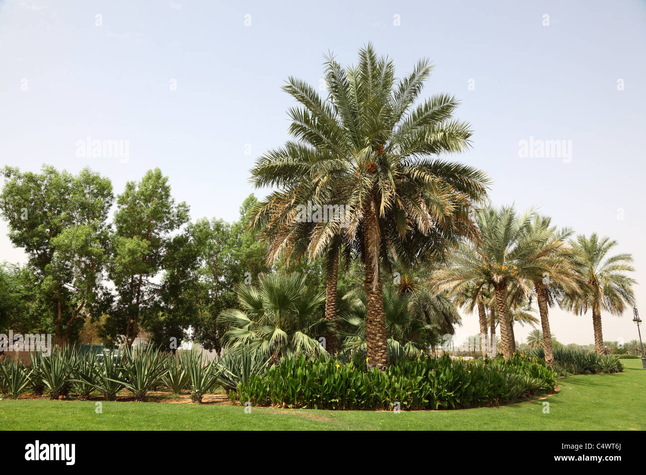Palm Trees in Al Ain, Oasis City in Emirate Abu Dhabi Stock Photo