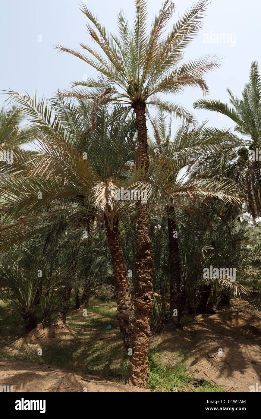 Date Palm Trees in the Oasis of Al Ain, Emirate of Abu Dhabi Stock Photo