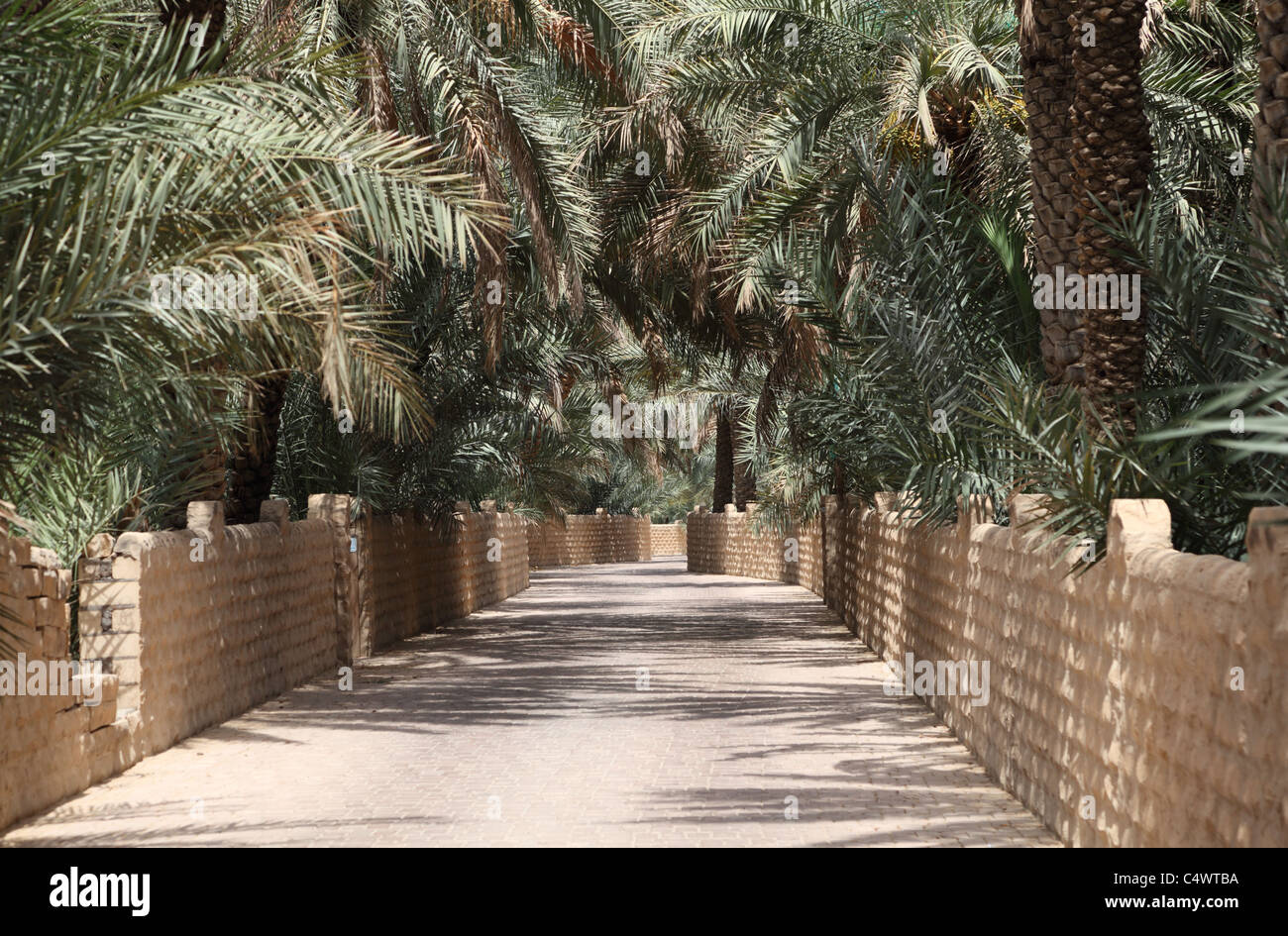 Date Palm Trees in the Oasis of Al Ain, Emirate of Abu Dhabi Stock Photo