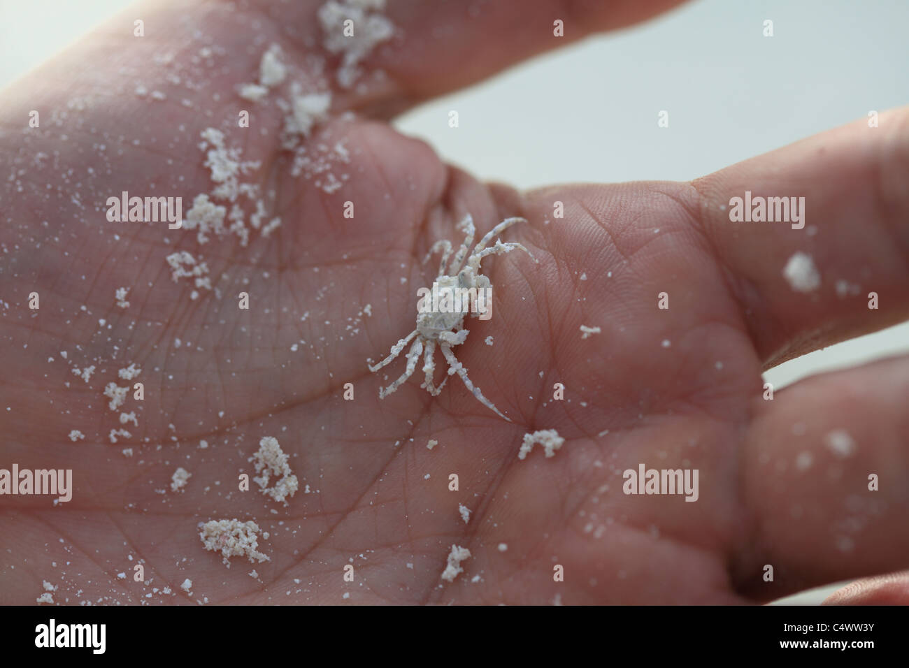 Tiny Crab Stock Photo