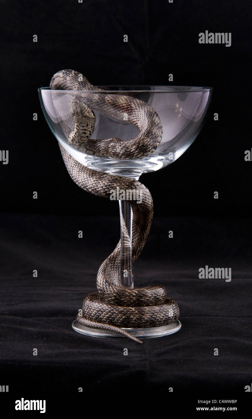 Snake is twined around the glass cup on black background Stock Photo