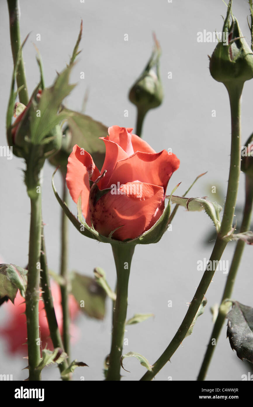 Beautiful red rose onblurred nature background Stock Photo - Alamy