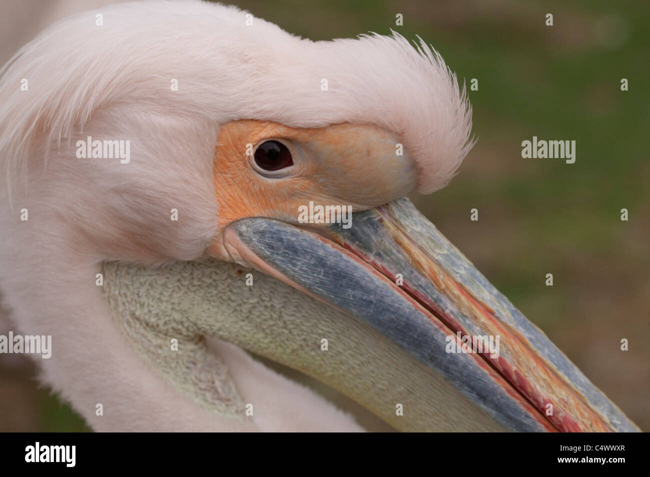 Close up head shot of a Great White Pelican, Pelecanus onocrotalus  Watching you watching me Stock Photo