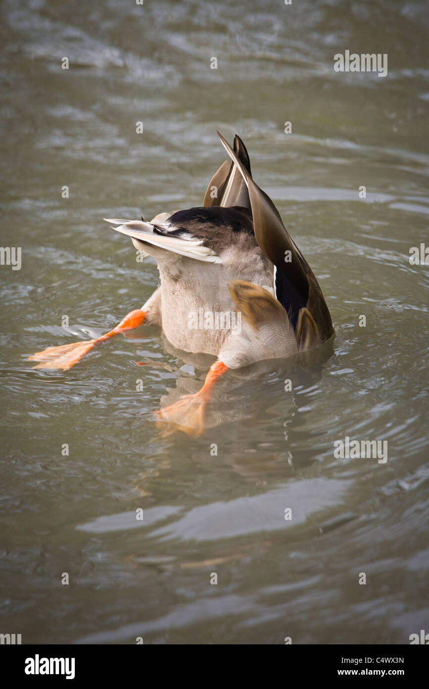 Duck diving in water with tail up and feet showing Stock Photo Alamy