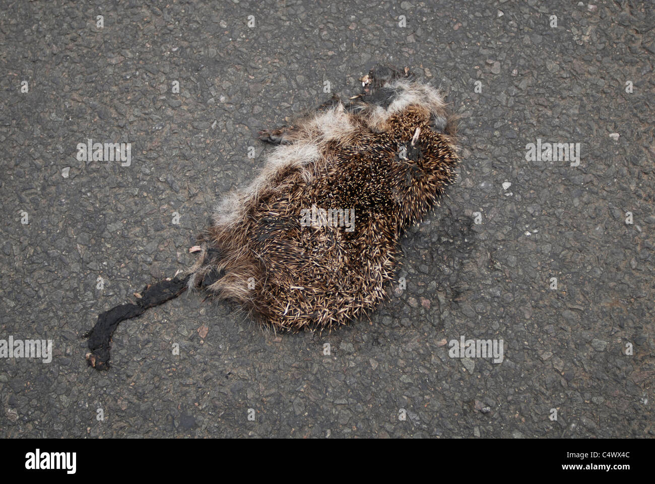 A roadkill hedgehog squashed on the road at Camelford, Cornwall. Freeganism story for The Telegraph. Stock Photo