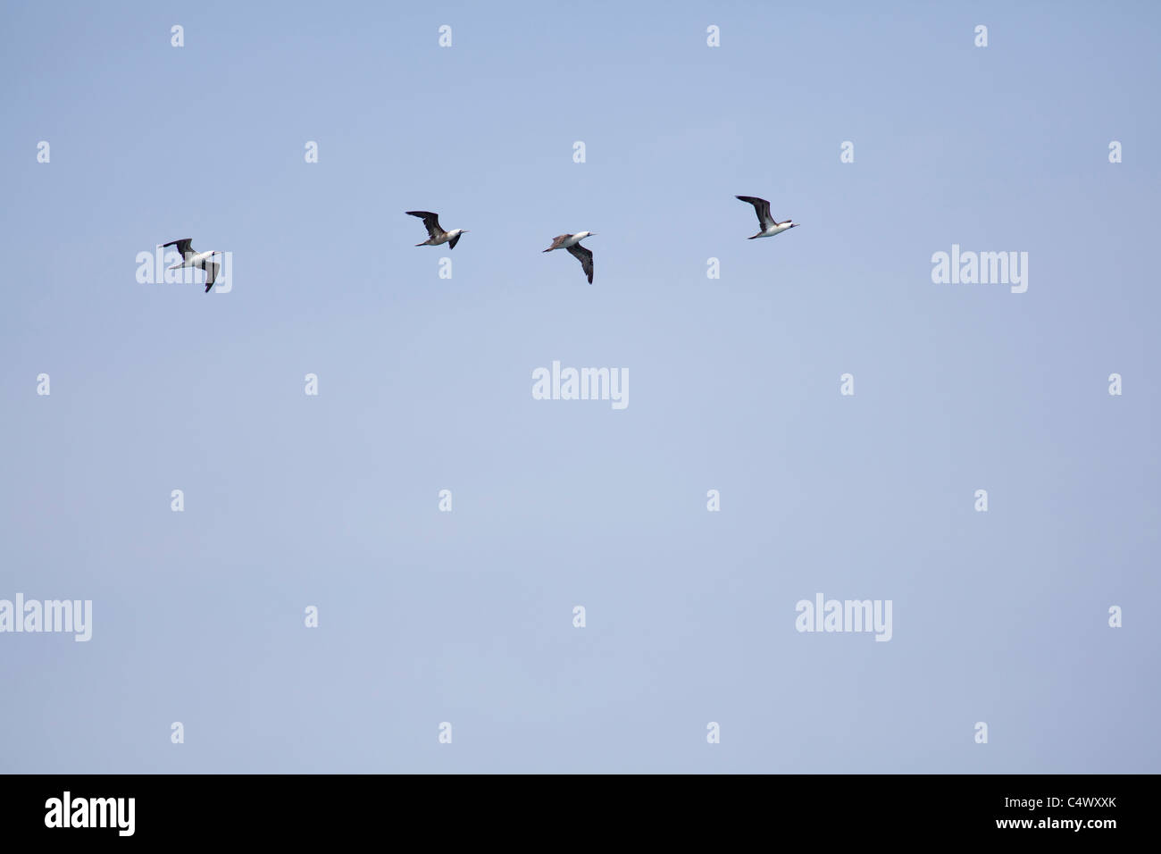 Gannets in flight over Callao port, Lima, Peru Stock Photo