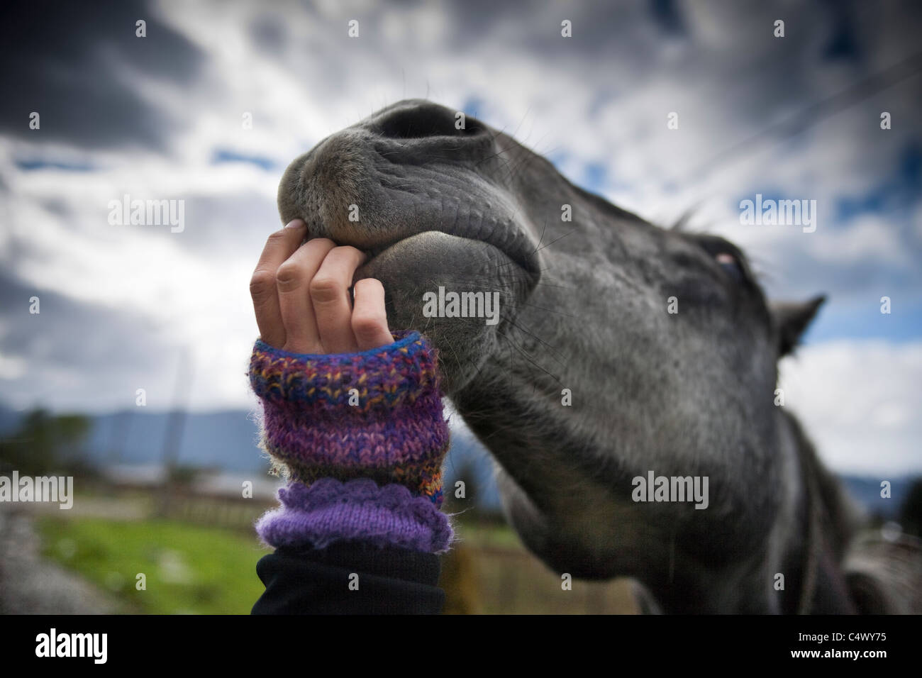 Friendly horse Stock Photo Alamy