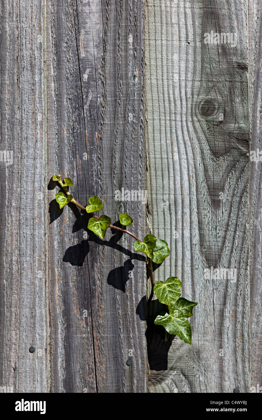Ivy growing through wooden fence UK Stock Photo