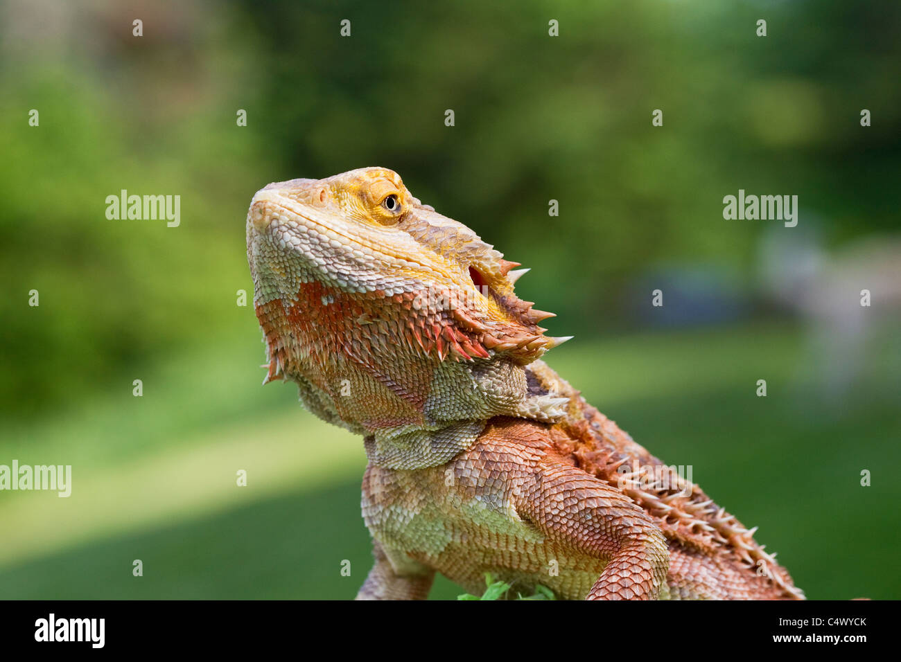 Bearded dragon, lizard, exotic pet reptile, Amphibolorus vitticeps