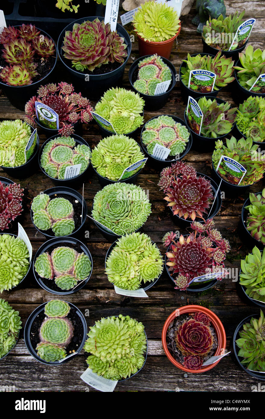 Alpine Plants In Plant Pots For Sale At A Garden Centre Center Each Plant Has A Label Giving Identity And Care Advice Stock Photo Alamy