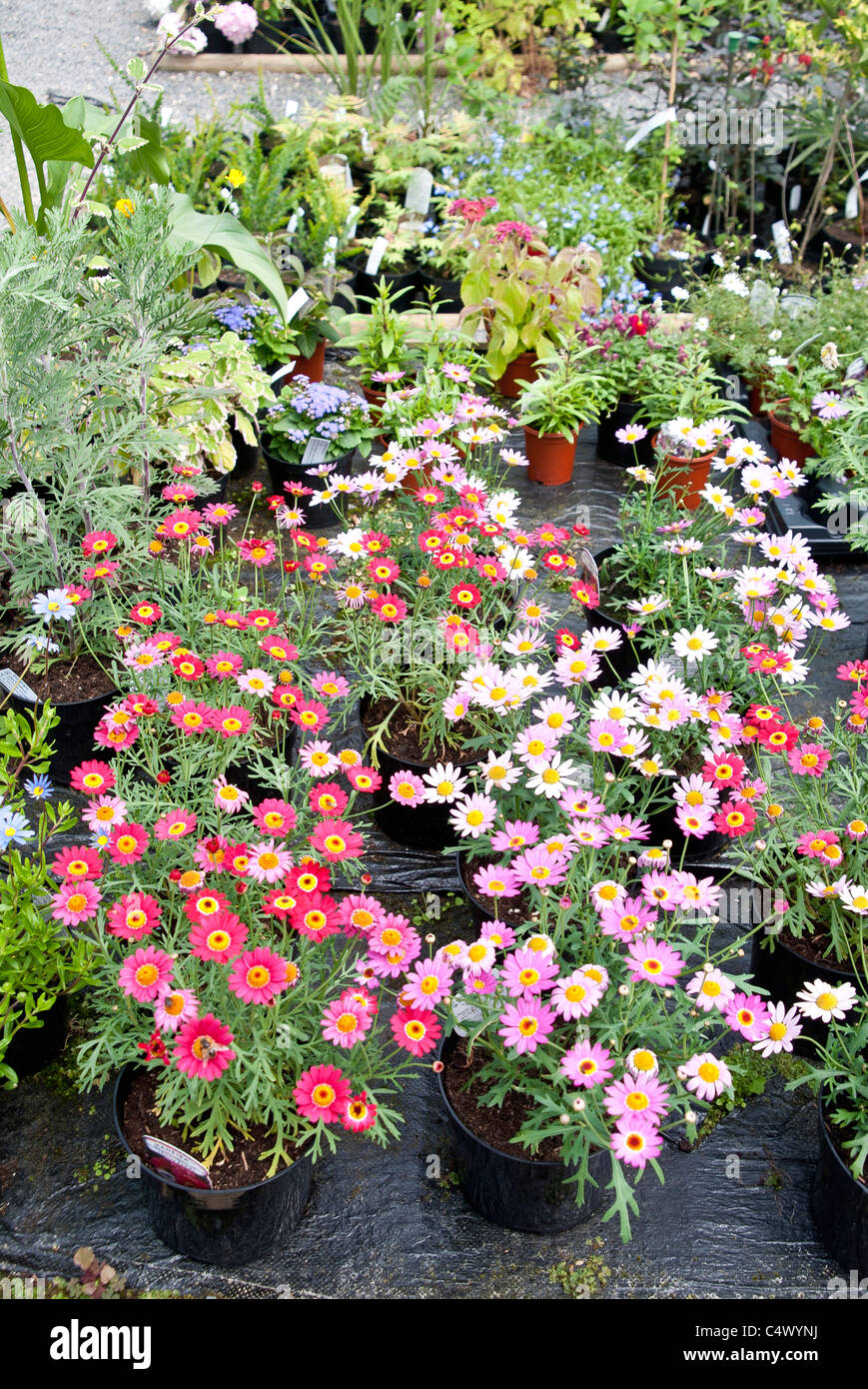 Summer flowers on plants in plantpots for sale at a garden centre center. They stand on a platform which is covered by plastic Stock Photo