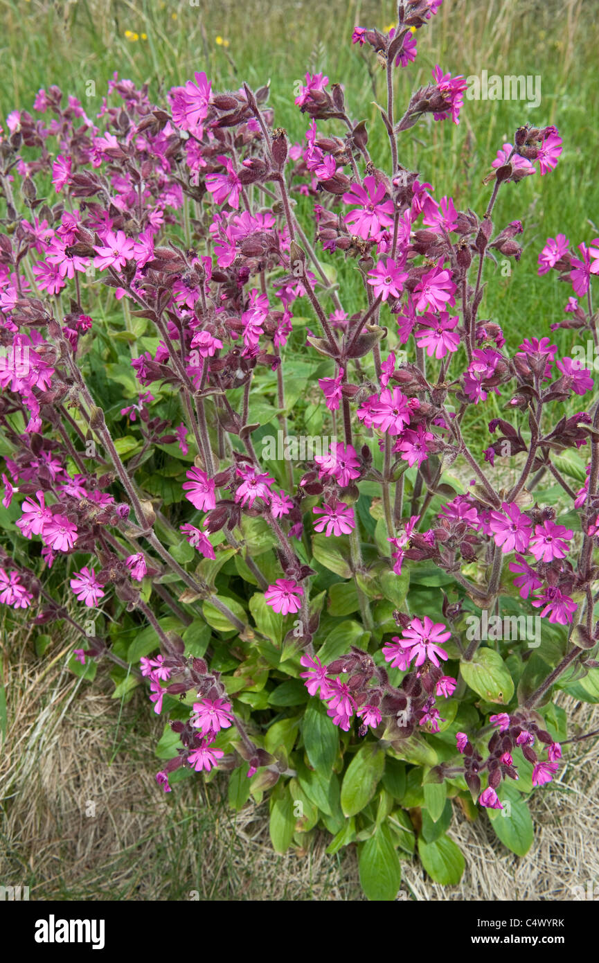 Red Campion Silene Dioica Flowers Sumbrough Shetland Islands red-campion-silene-dioica-flowers-sumbrough-shetland-islands