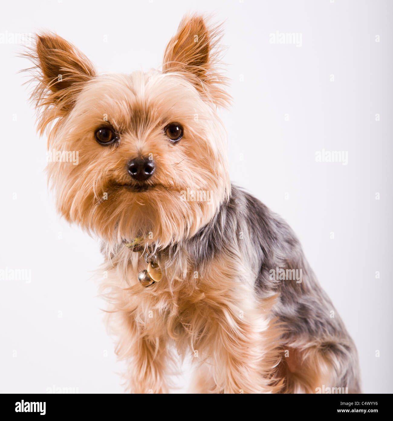 Miniature Yorkshire Terrier Stock Photo Alamy