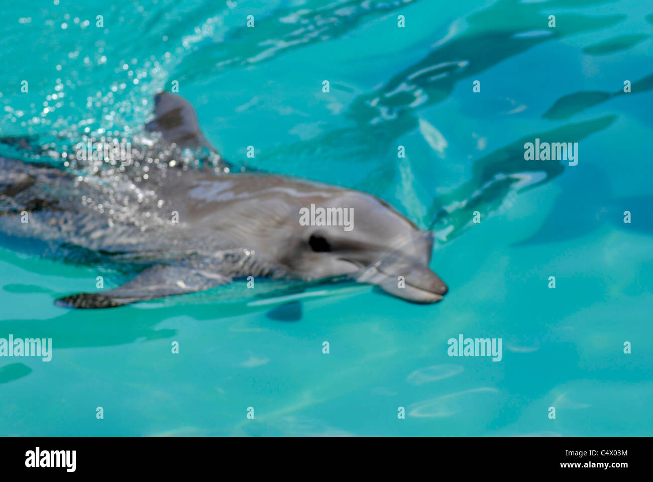 Bottlenose dolphin Latin name Tursiops truncatus Stock Photo - Alamy