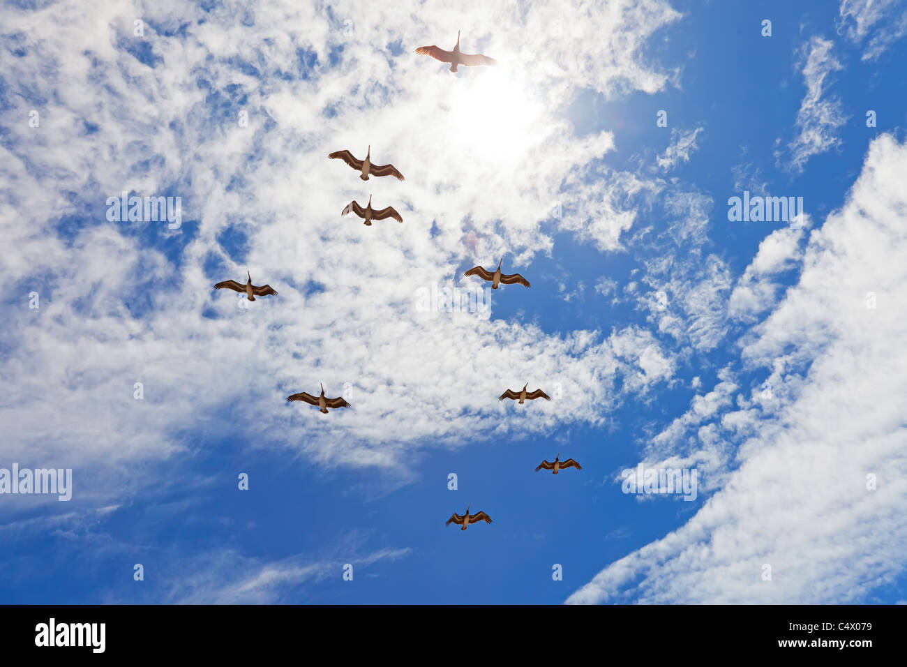 Nine pelicanos flying in sun backlight on blue cloudy sky background Stock Photo