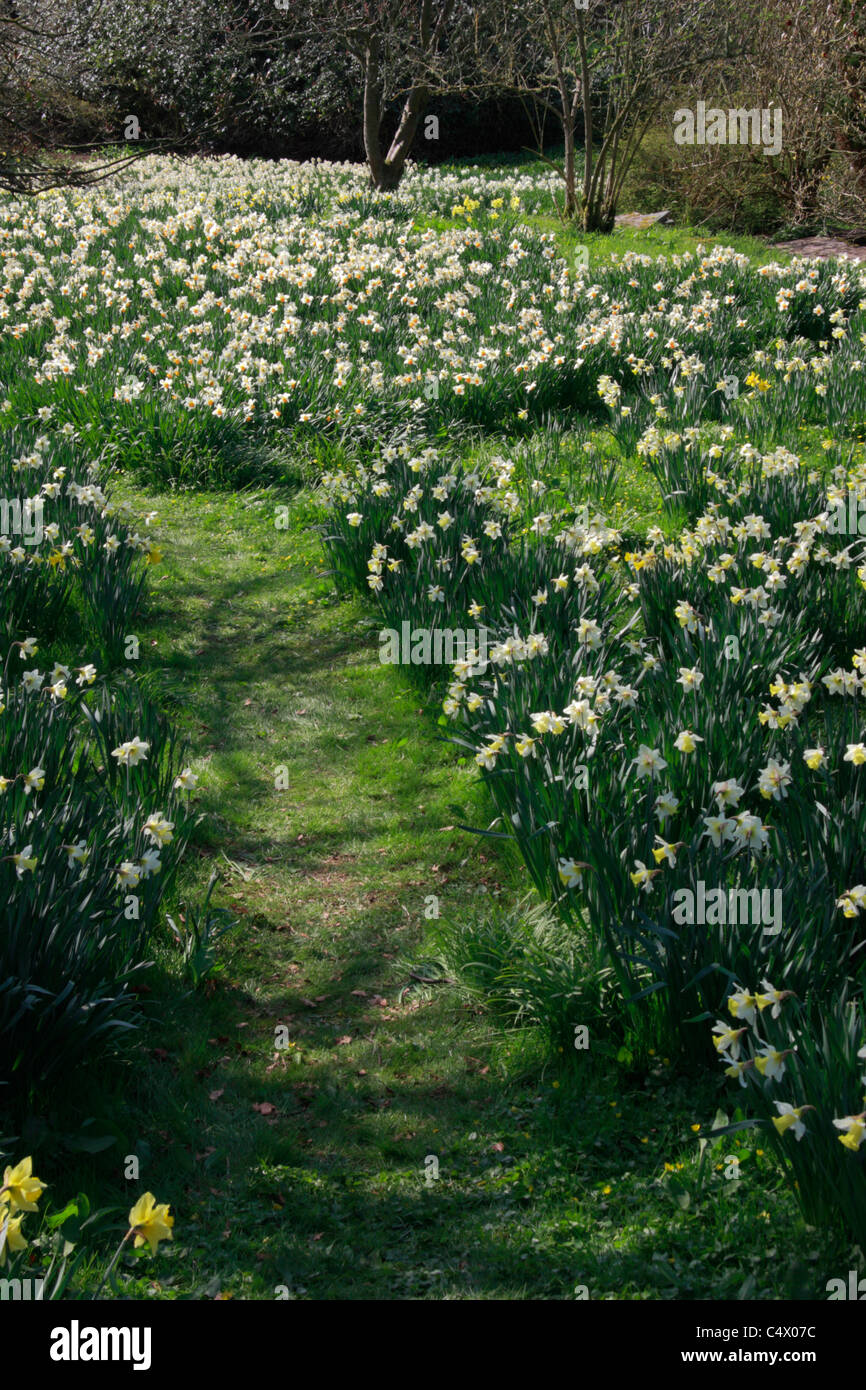 Grass path through daffodils and narcissus in woodland garden Stock Photo