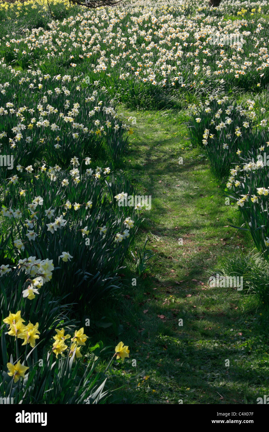 Grass path through bed of daffodils in woodland garden Stock Photo