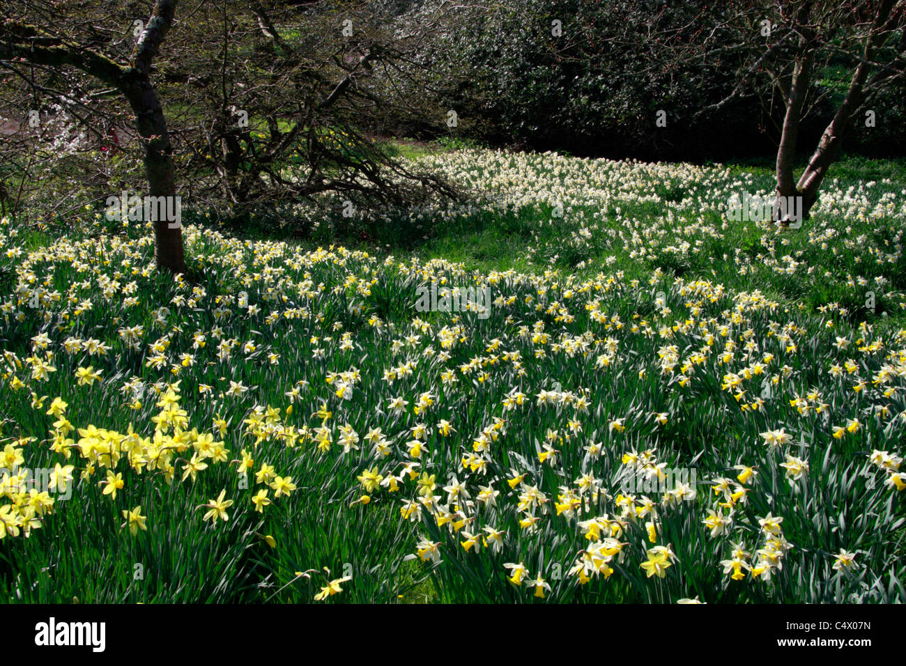 Daffodils in a wild woodland garden Stock Photo