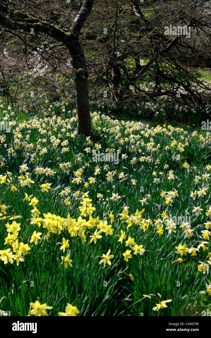 Daffodils in a woodland garden Stock Photo