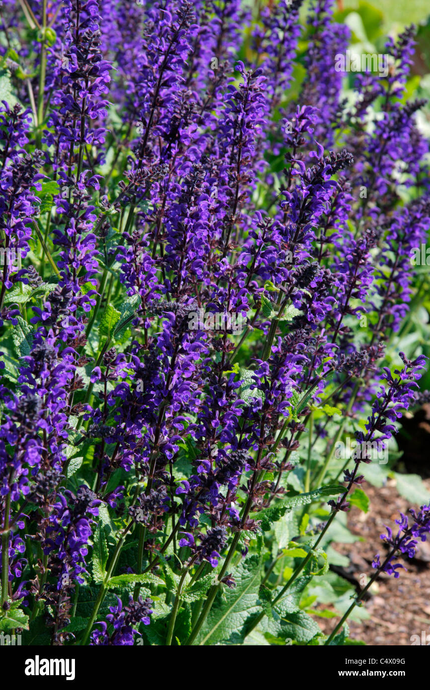 Salvia x sylvestris hi-res stock photography and images - Alamy