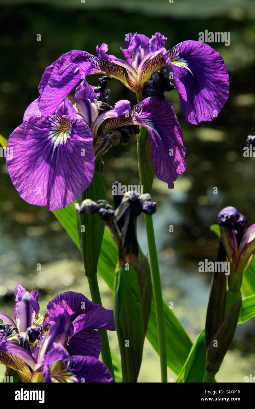Iris setosa tricuspis flowers Stock Photo