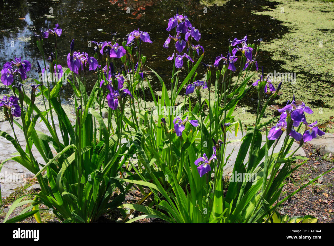Iris setosa tricuspis at edge of garden pond Stock Photo