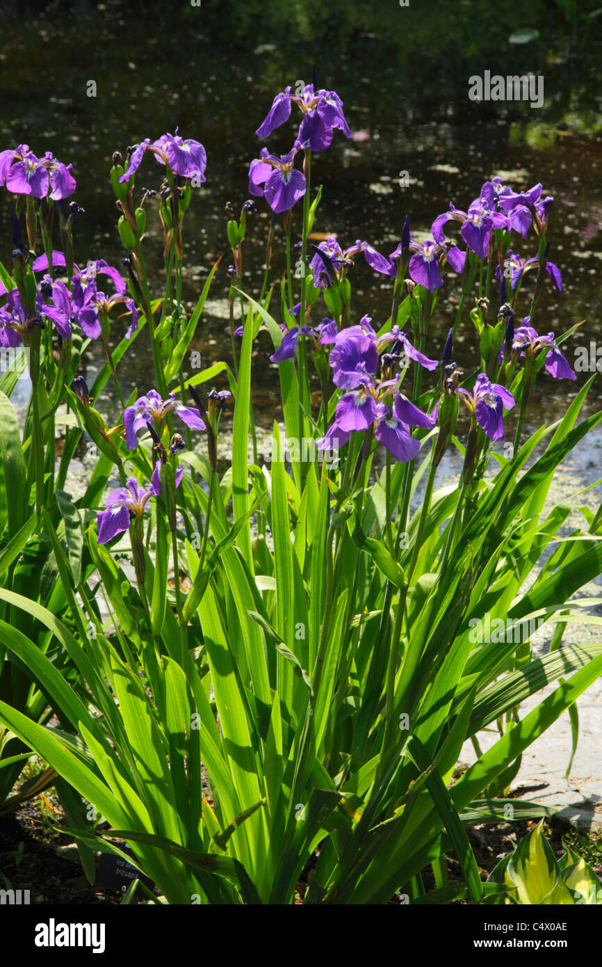 Iris setosa tricuspis flowers Stock Photo