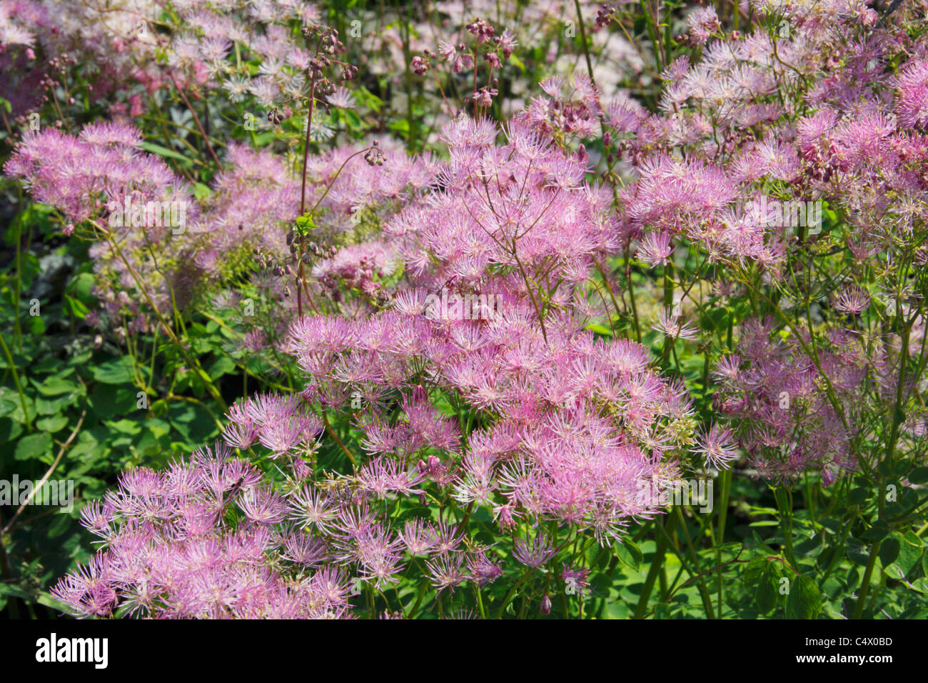 Pink flowers of Meadow Rue or Thalictrum lucidum Stock Photo