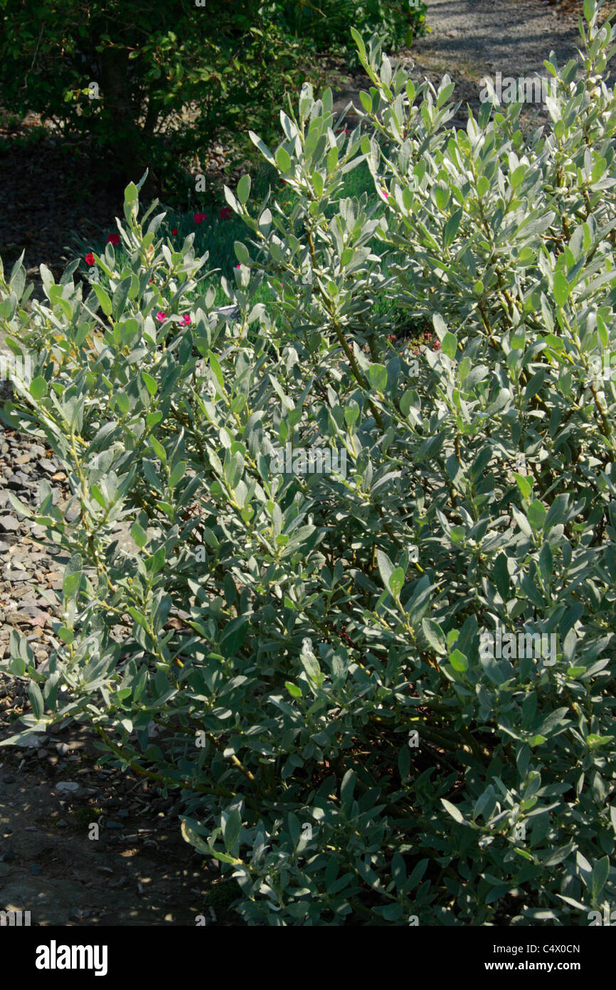 Miniature garden shrub Salix lapponum or Downy Willow Stock Photo