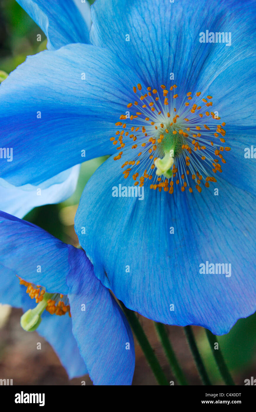 Blue flowers of Himalayan Poppy or Meconopsis Dalemain Stock Photo