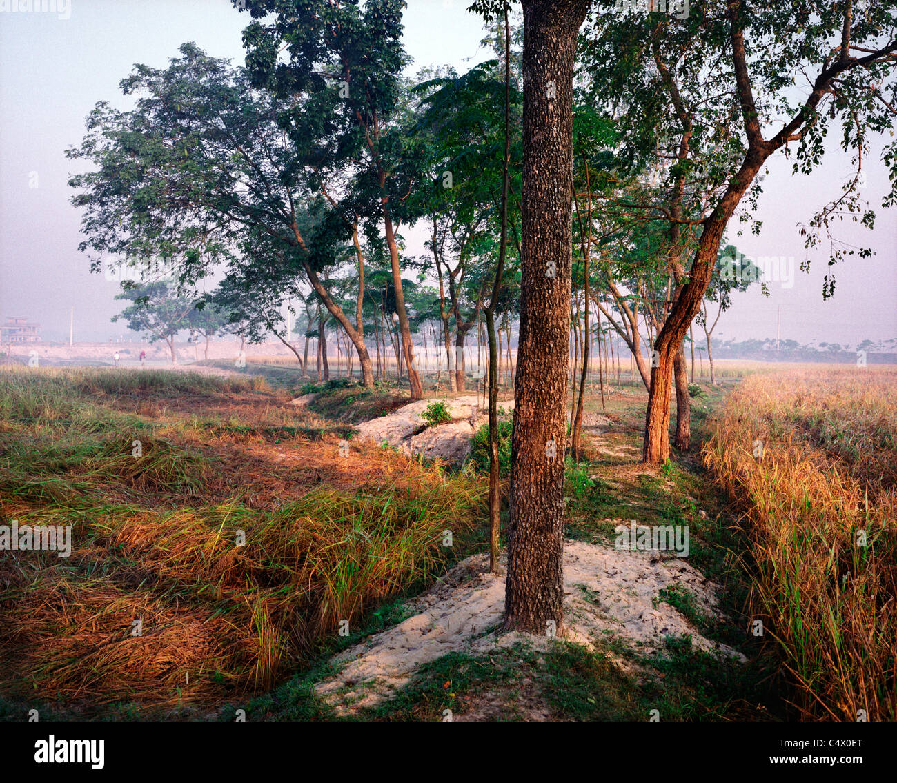 Trees and Fields near Saidpur, Bangladesh Stock Photo