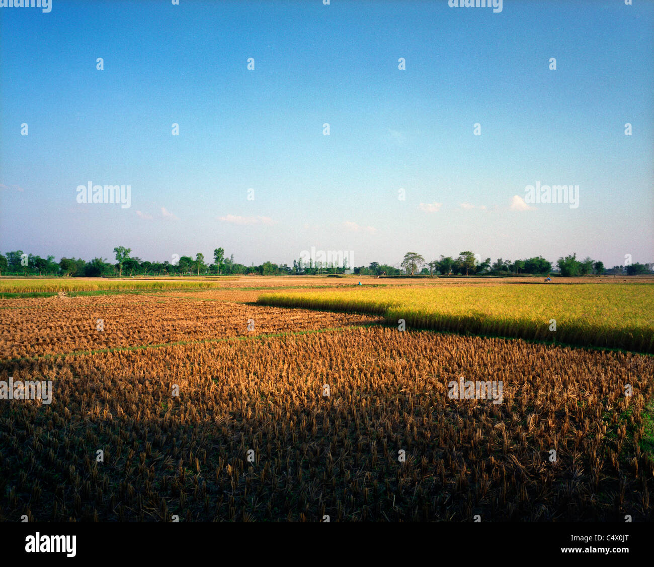 Partially cut rice field near Mukundupur, Bangladesh Stock Photo