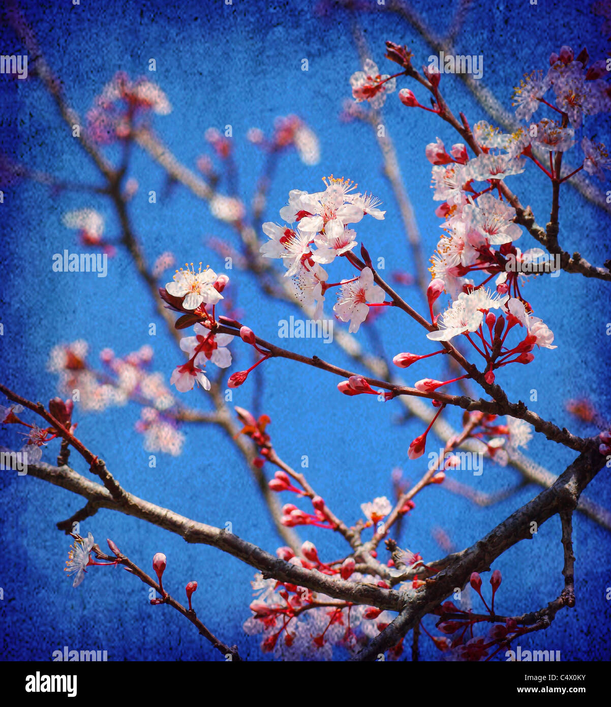 Cherry tree blossom flowers at spring over blue sky background Stock Photo